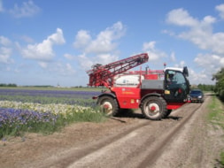 Spraying the Irisses